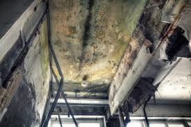 Best Mold Documentation for Insurance Claims  in Pinehurst, TX